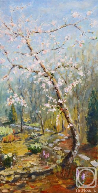 Yaskin Vladimir. Flowering apricot tree