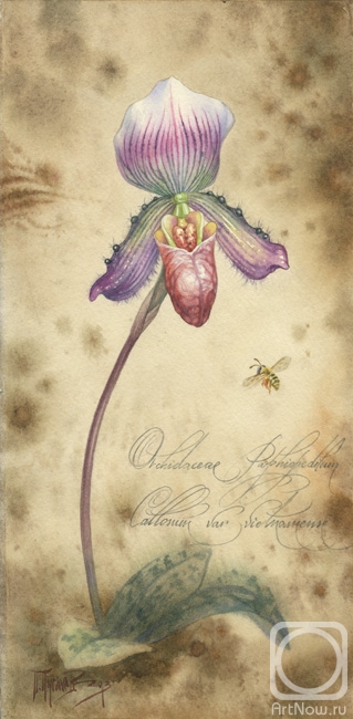 .  .   Orchidaceae Paphiopedilum Callosum var vietnamense