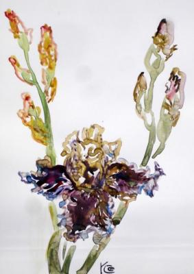 Iris of fantastic color. Sechko Xenia