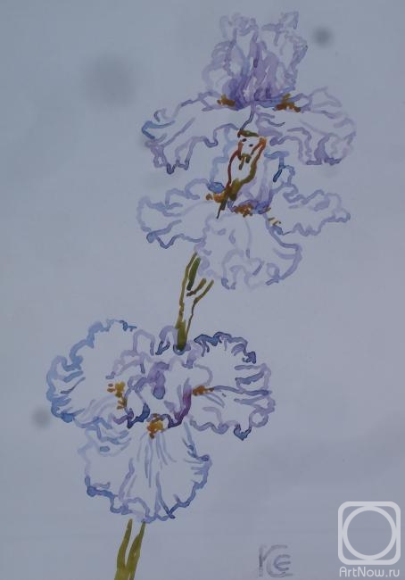 Sechko Xenia. White and curly iris