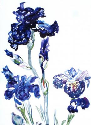 Blue irises. Sechko Xenia