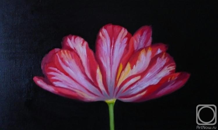 Himich Alla. Big tulip