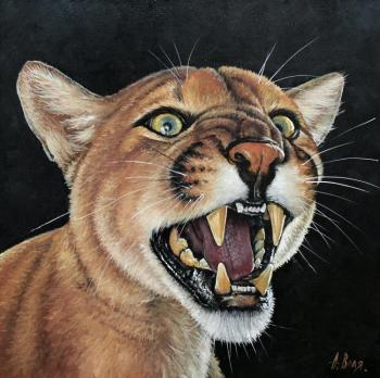 Lioness predator