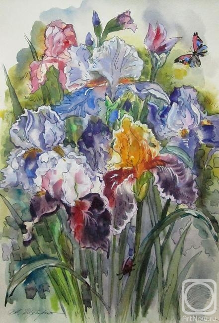 Schubert Albina. Multicolored irises