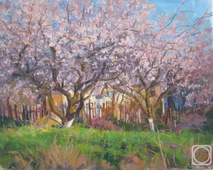 Voronov Vladimir. Spring. Apricots bloom