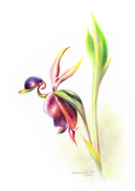Khrapkova Svetlana. Calania orchid or flying duck