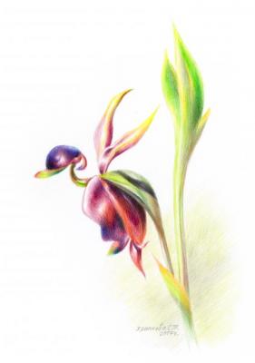 Calania orchid or flying duck. Khrapkova Svetlana