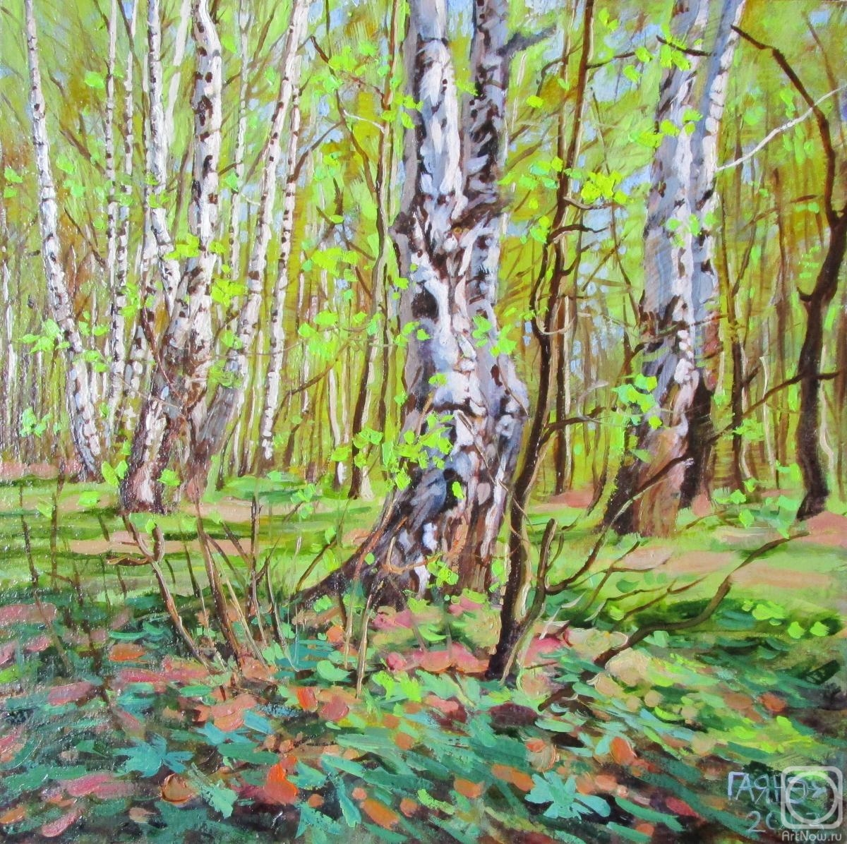 Dobrovolskaya Gayane. Edge of forest, May, double birch