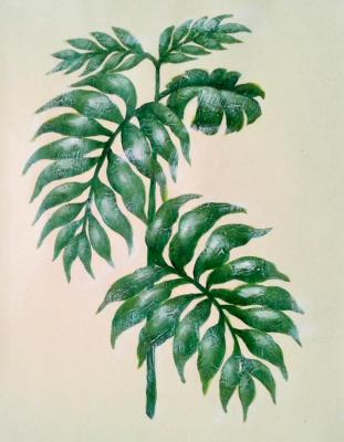 Painting Green leaf. Bruno Tina