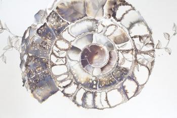 Art Ammonite 1.  