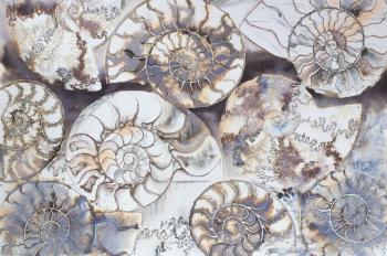 Art Ammonite 2.  
