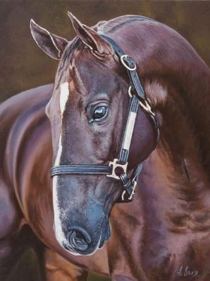 Volya Alexander . Horse. Pretty boy