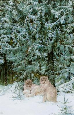 Family lynx. Sergeev Oleg