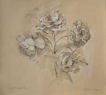 Rose Rose "Snow Waltz II". Brodenbach