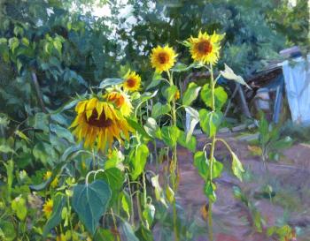 Sunflowers under the morning sun. Voronov Vladimir