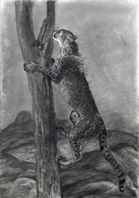 Cheetah climbs on a tree