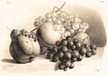 Pumpkin, currants, grapes and peaches. Kolotikhin Mikhail