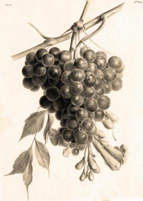 Bunch of grapes. Kolotikhin Mikhail
