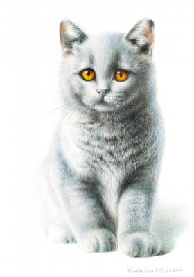 British blue kitten
