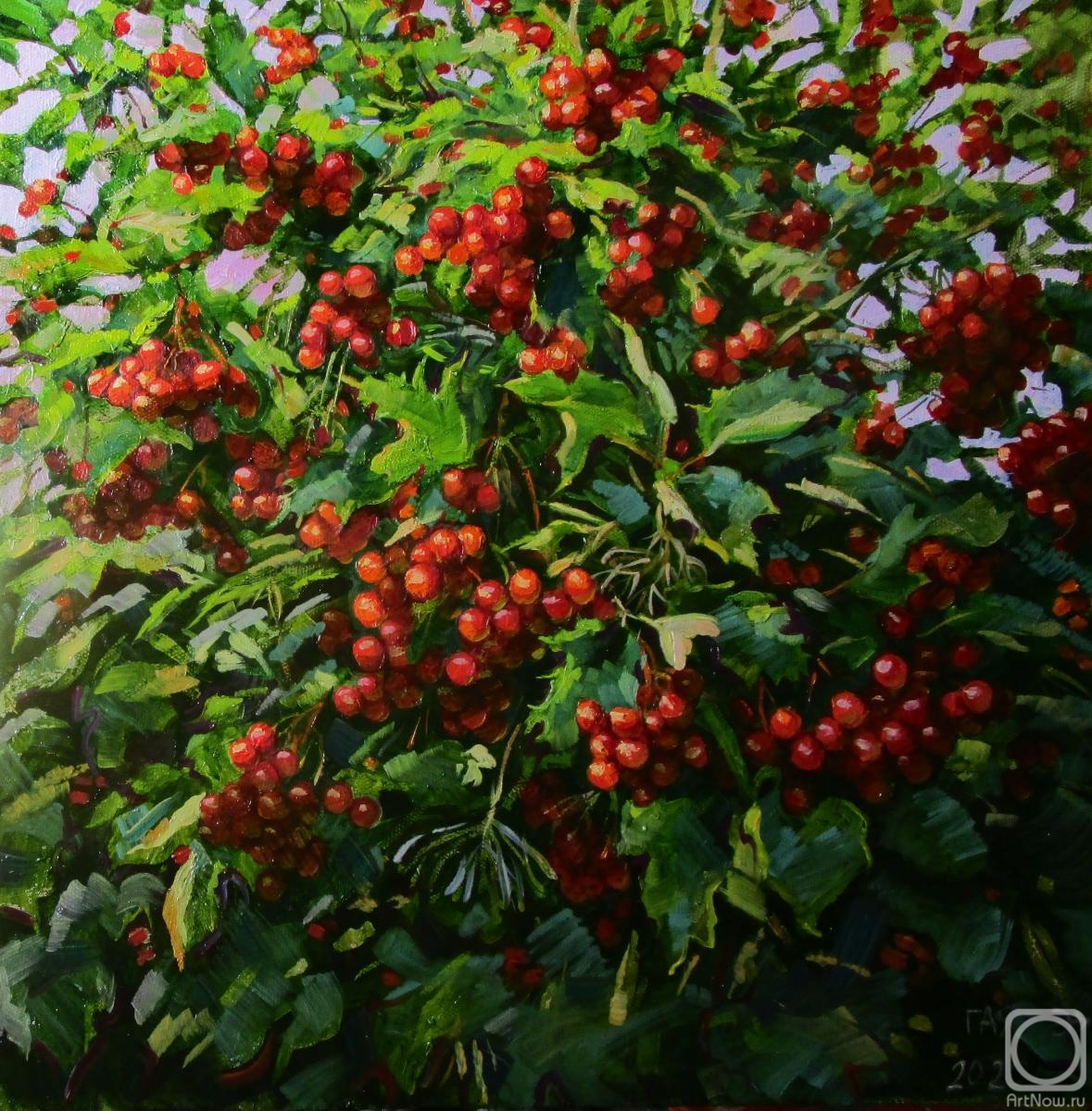 Dobrovolskaya Gayane. Viburnum bush with ripe berries