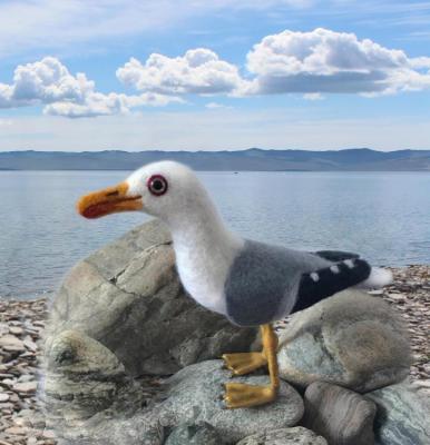 Baikal gull. Belova Asya