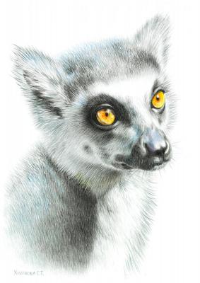 Cat lemur