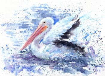 Pelican in splashing water. Masterkova Alyona