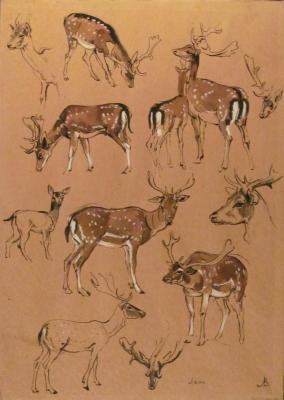 Fallow Deer. Full-scale sketches in the zoo