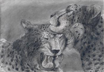 Cheetah caresses his friend