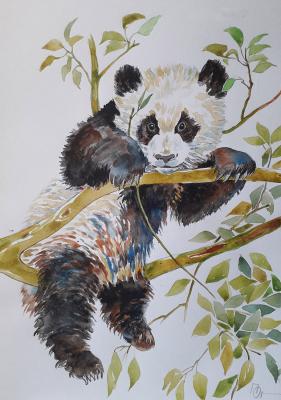 Panda on the branches. Pregnar Oleg