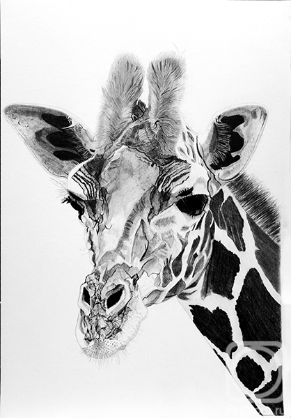 Картина. Панова Ольга. Портрет жирафа крупным планом