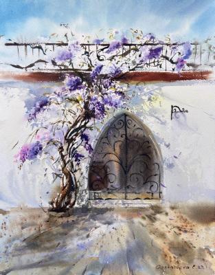 Arch with wisteria Cyprus. Gorbacheva Evgeniya