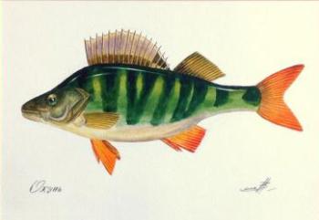 Painting Perch fish. Alisova Larisa