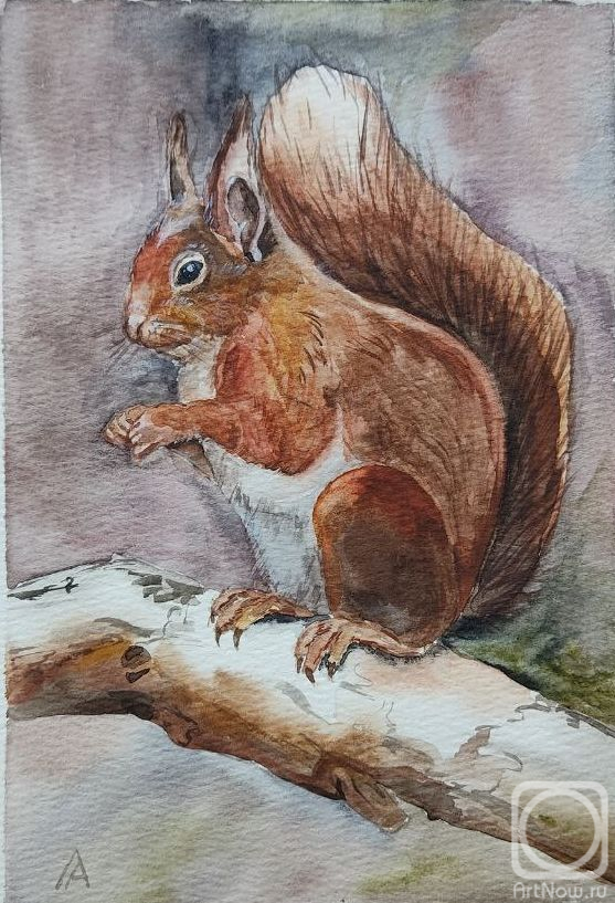 Lapina Albina. Squirrel