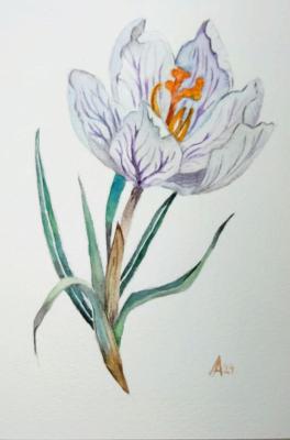 White crocus painting original watercolor art flower painting. Lapina Albina