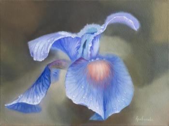 Iris Flower After Rain #3. Kravchenko Yuliya