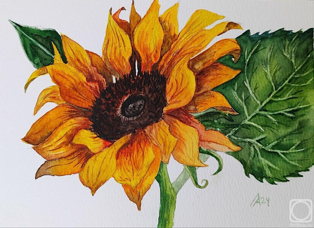 Lapina Albina. Sunflower