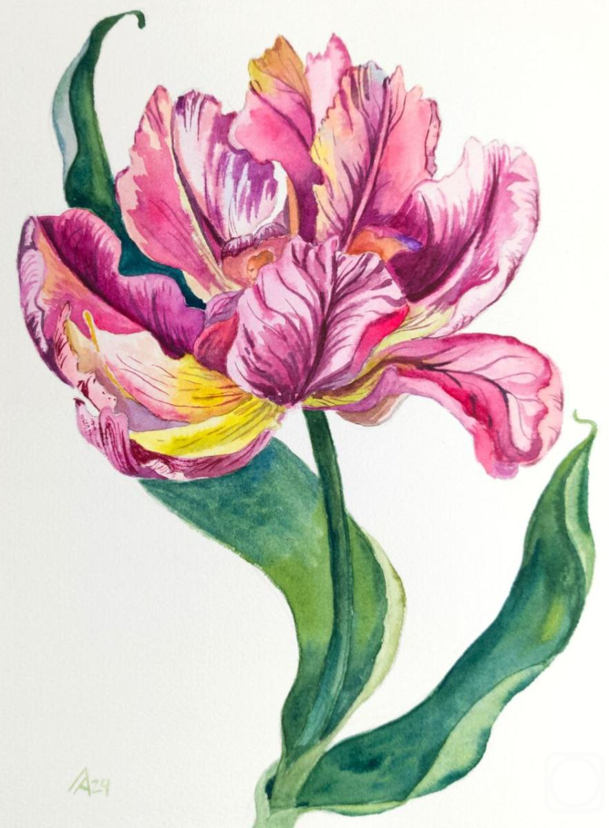 Lapina Albina. Tulip