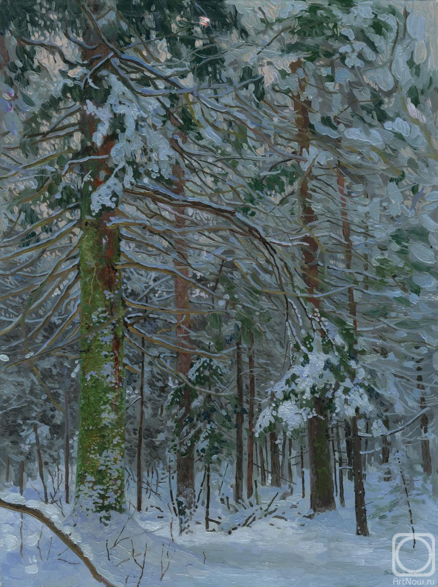 Kozhin Simon. Spruce in the forest