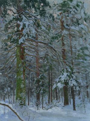 Spruce in the forest. Kozhin Simon