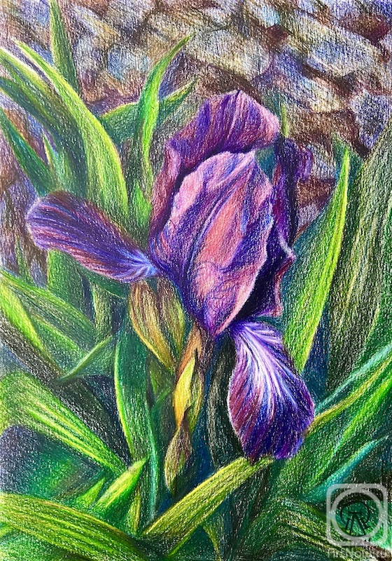 Lukaneva Larissa. Purple iris