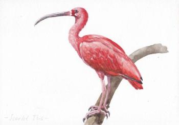 Birds. Crimson ibis. Prokazyuk Anastasiya