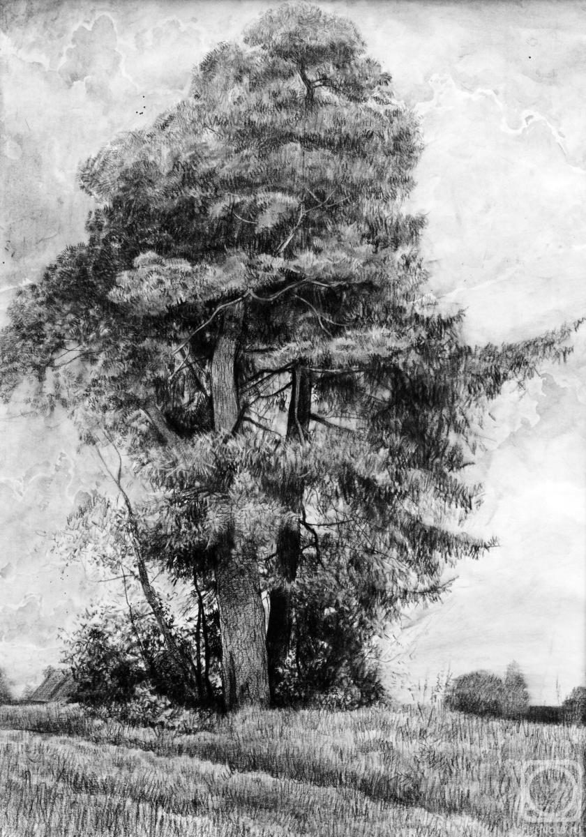 Картина. Кожин Семён. Сосна и Ель