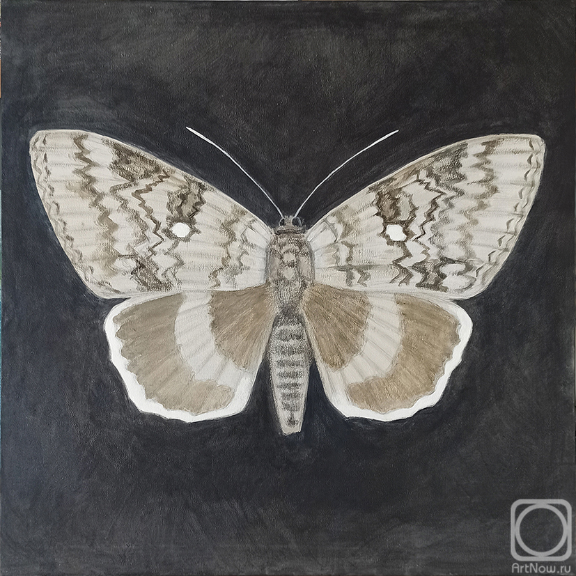 Картина. Фетисова Дарья. Мотылек