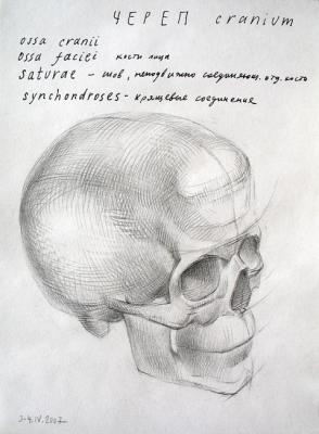 Human Skull (top-front view). Yudaev-Racei Yuri