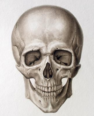 Human Cranium (frontal view) ( ). Yudaev-Racei Yuri