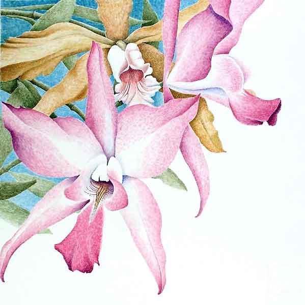 Konstantin Pavel. Orchids