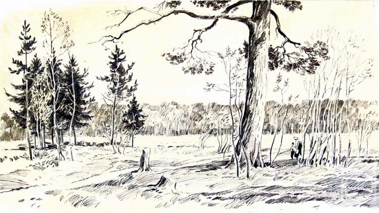 Chistyakov Yuri. The old pine