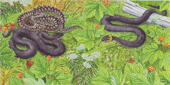 Grass-snake and adders. Fomin Nikolay