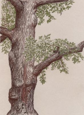 Oak in Kolomenskoye